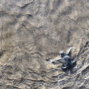 Meet your Posher, D.